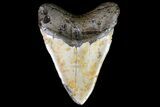 Huge, Fossil Megalodon Tooth - North Carolina #75506-2
